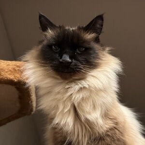 All Items Come From 😻Cat Friendly😻 Home!